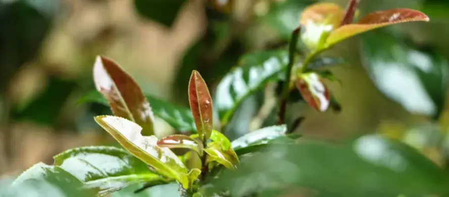 tea powder