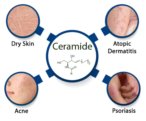 Ceramide powder Skin Benefits