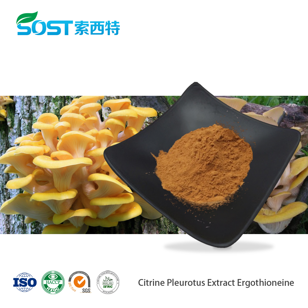 Citrine Pleurotus Extract Ergothioneine 1%-2%