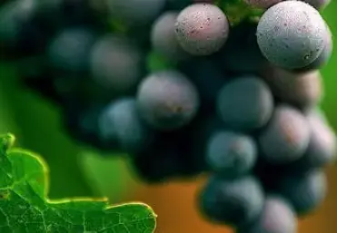 What is resveratrol extracted from?