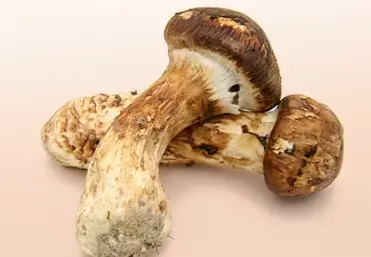 What flavor is Tricholoma Matsutake?
