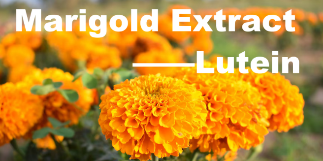 marigold extract lutein