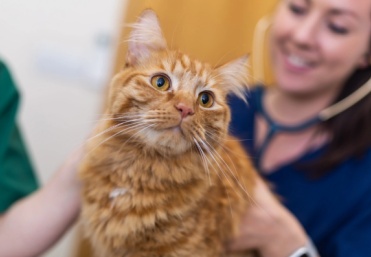 Can pets take Coenzyme q10 supplement?