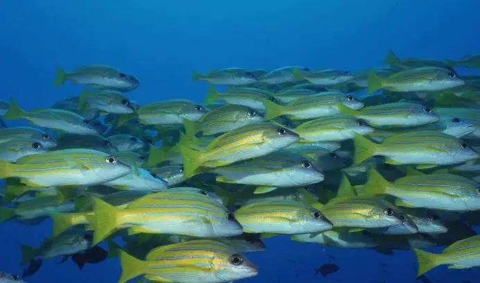 fish collagen peptides