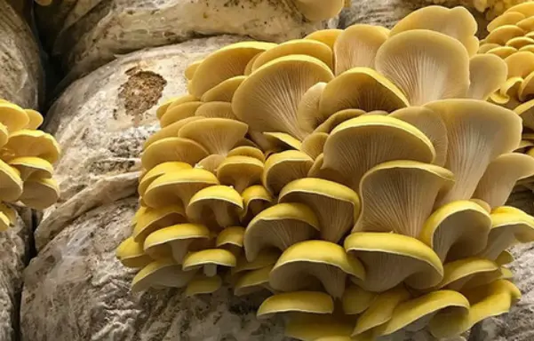 Golden Oysters Mushroom Ergothioneine