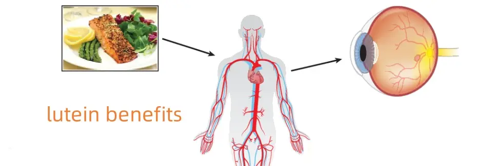 lutein benefits