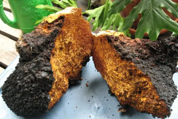 chaga polysaccharides powder