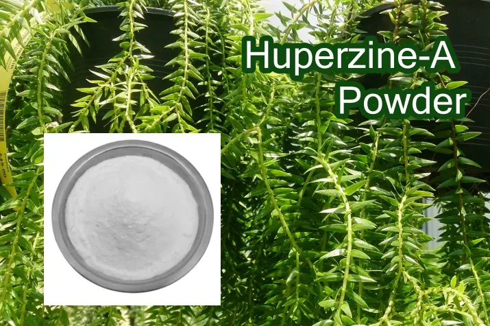 Huperzine-A powder