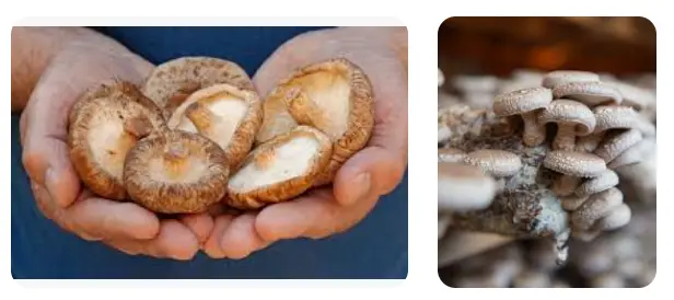 lentinan shiitake mushroom