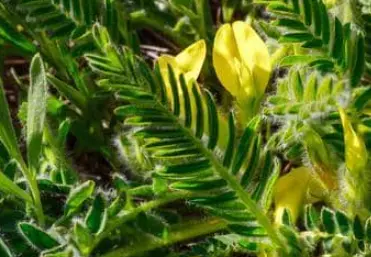 What is Cycloastragenol?