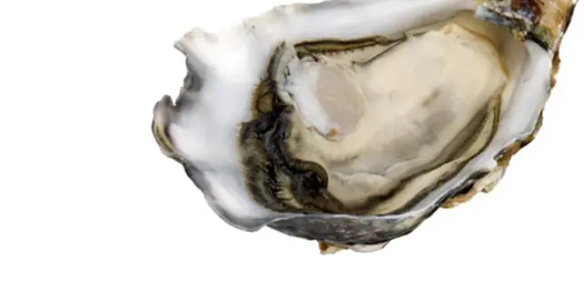 oysters meat extract