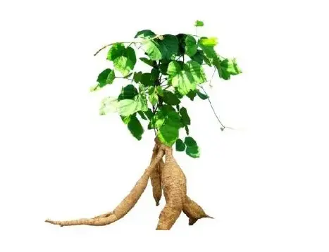 kuzdu root extract