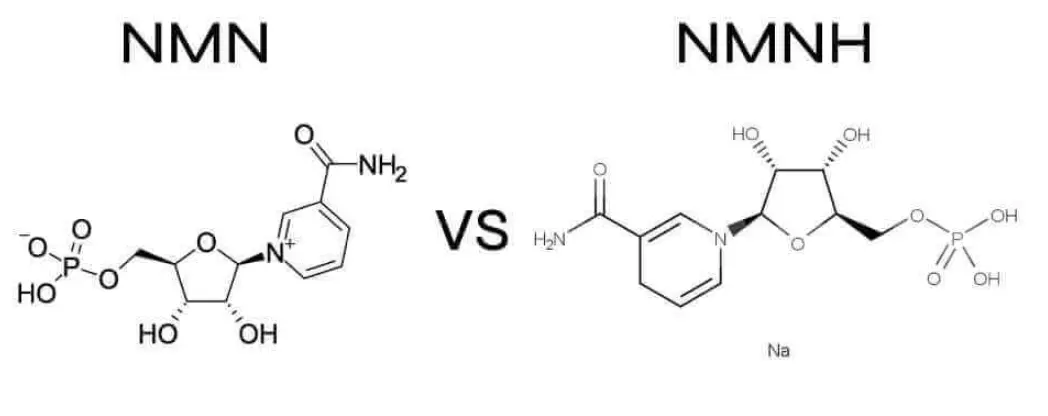 NMN VS NMNH