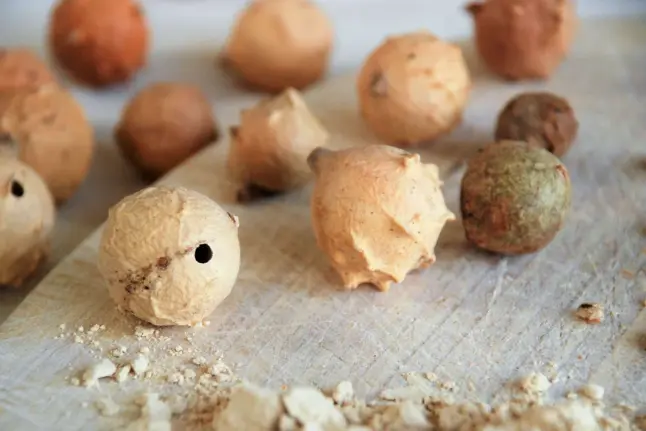 gallnut extract powder