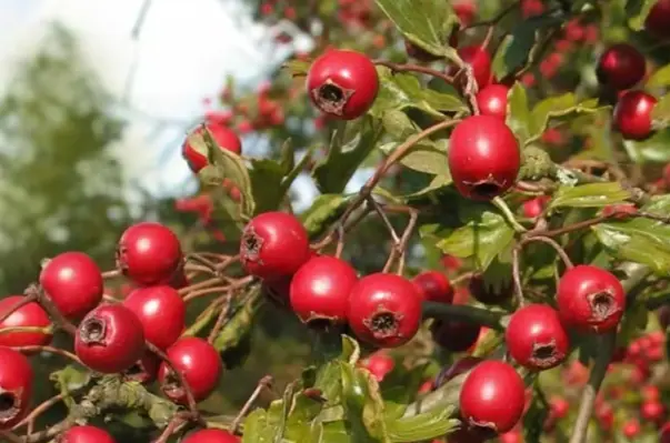 Hawthorn fruit Extract