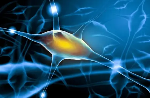 What is Nervonic Acid