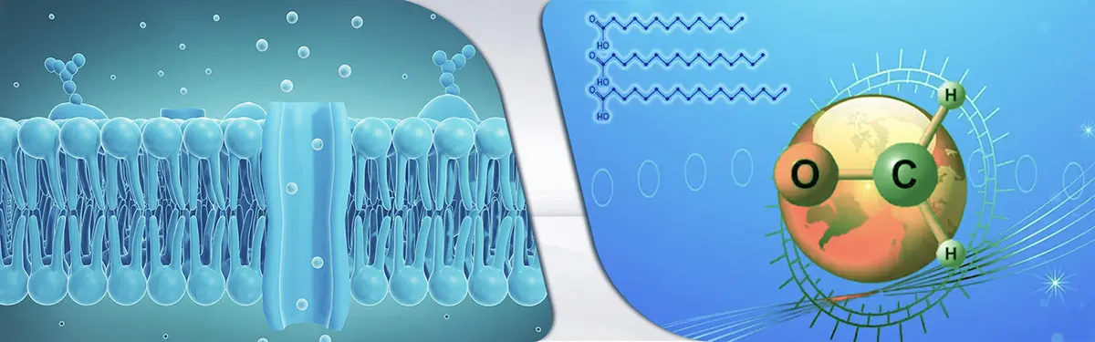 L-Carnosine CAS 305-84-0 function