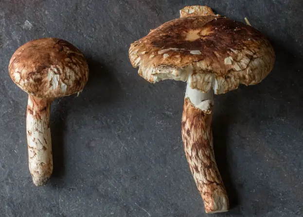 Tricholoma Matsutake