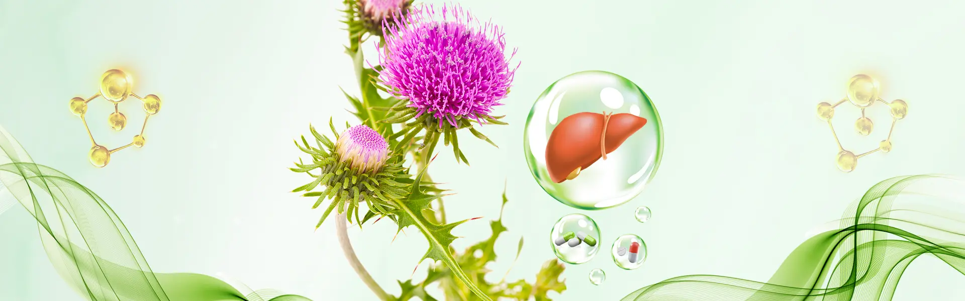 Milk Thistle Extract