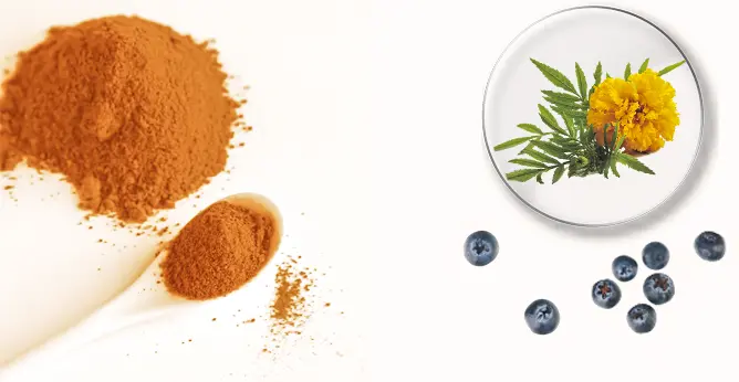 Marigold Flower Extract Lutein