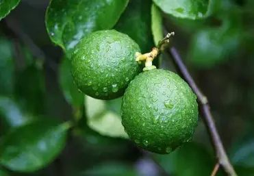 What is synephrine HCl ?