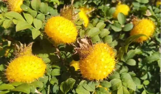 Rosa roxburghii