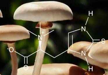 Where is natural ergothioneine derived from？