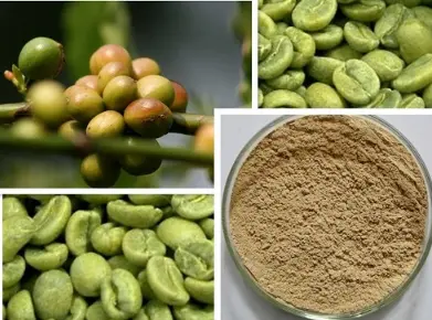 Eucommia Chlorogenic Acid