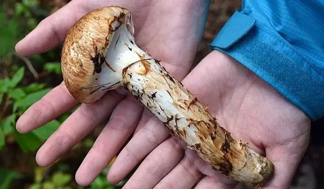 Matsutake Matsutake