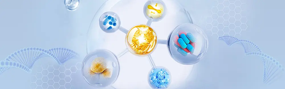 Oleanolic Acid
