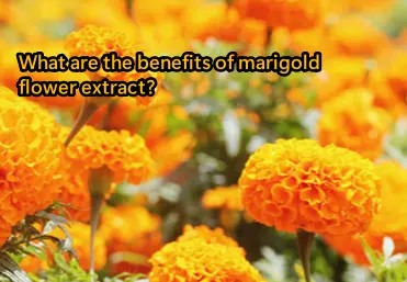 What are the benefits of marigold flower extract?