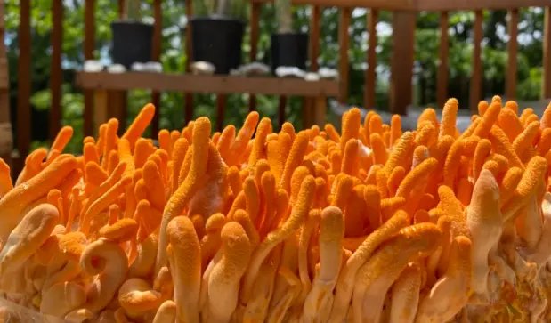 Cordyceps Sinensis Extract Powder