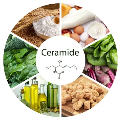 the sources of ceramides