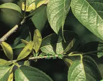 What is Eucommia Chlorogenic Acid?