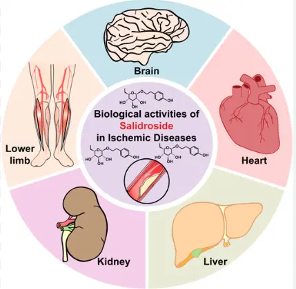 benefits of salidroside