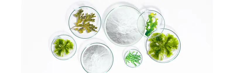 Is sodium alginate safe for human consumption?