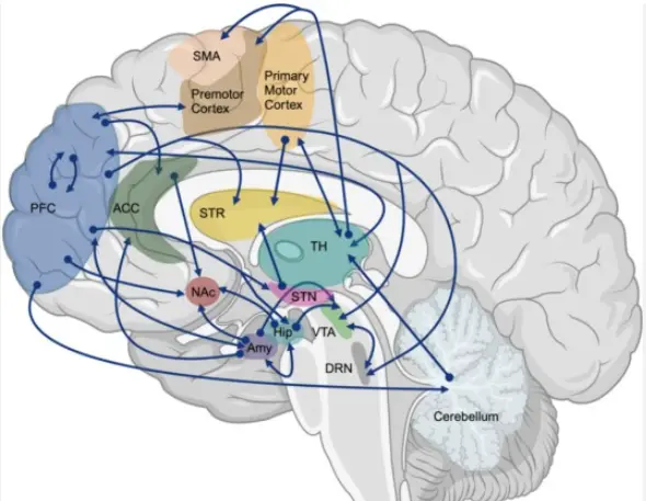 Fasoracetam