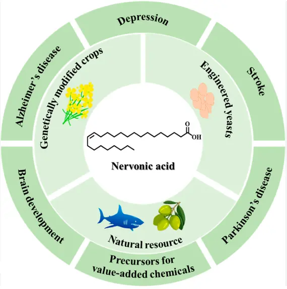 Benefits of Nervonic Acid