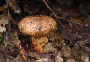 What is matsutake extract used for?