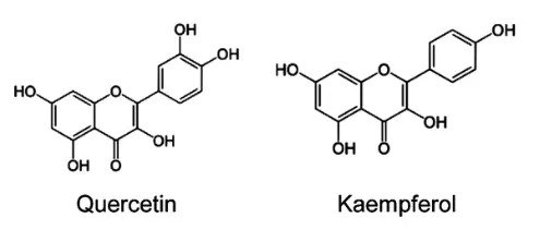 Is kaempferol the same as quercetin