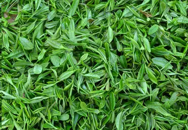 Does Tea Contain Saponins?