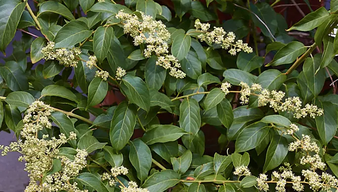 Tripterygium Wilfordii Extract Triptolide