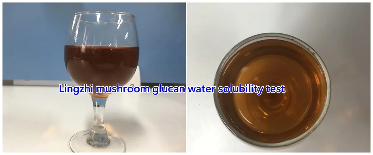 lingzhi mushroom glucan water solubility test