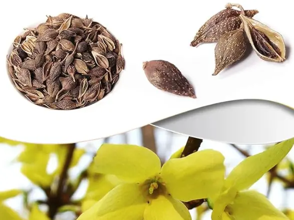 forsythia suspensa extract powder