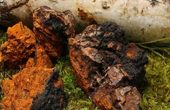 chaga polysaccharides