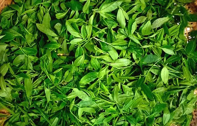 tea saponins