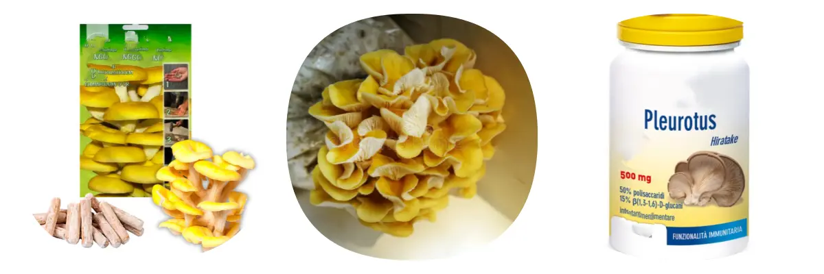 china Citrine Pleurotus Extract Ergothioneine