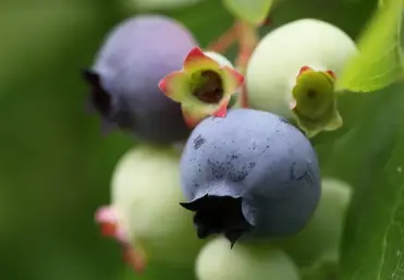 Is Pterostilbene better than Resveratrol?