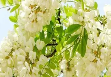 Rutin: Learn about its benefits and effects