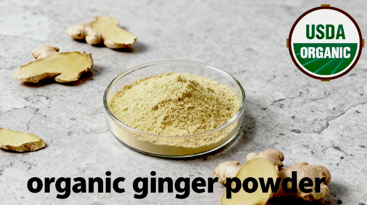 wholesale Organic Ginger Extract Powder
